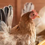 Ausserwieserhof Agroturismo *
