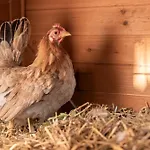 Ausserwieserhof Farm stay *