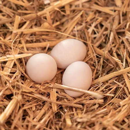 Ausserwieserhof Séjour à la ferme