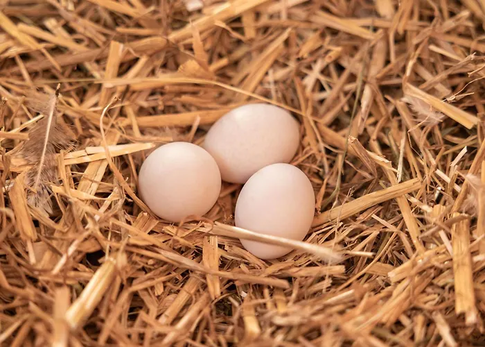 Ausserwieserhof Farm stay