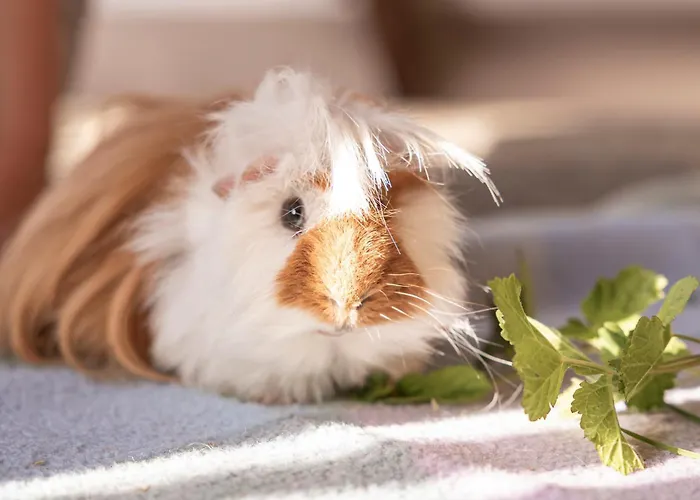 Ausserwieserhof Neustift im Stubaital