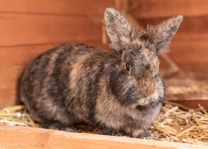 Фермерский дом Ausserwieserhof *