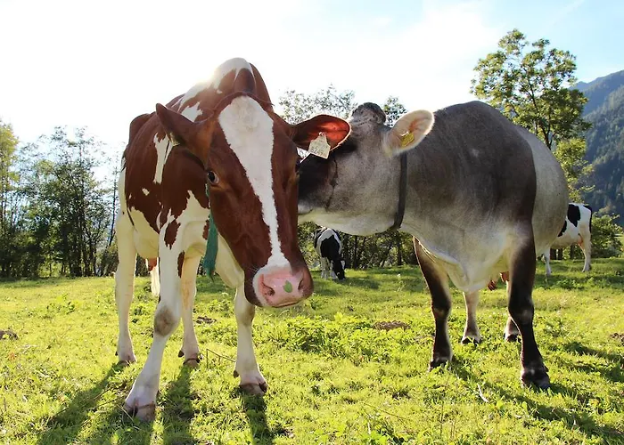 Ausserwieserhof Farmház Neustift im Stubaital